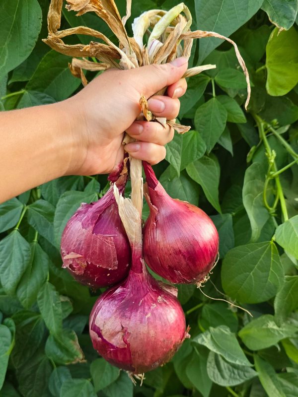 Red Grano Onion Seeds Online Sale