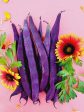 Purple Podded Pole Bean Seeds Fashion