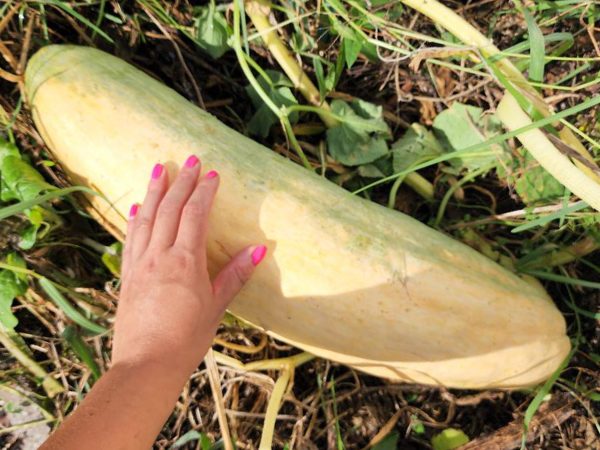 Jumbo Banana Squash Fashion