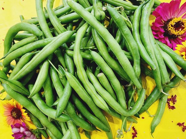 Kentucky Blue Pole Bean Seeds Online Sale