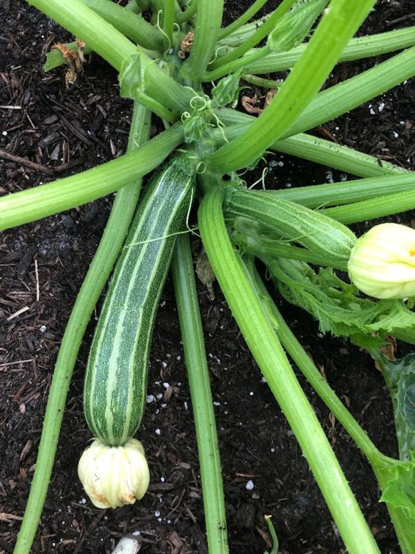 Cocozelle Zucchini For Discount