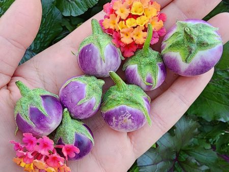 Thai Lavender Frog Miniature Eggplant For Sale