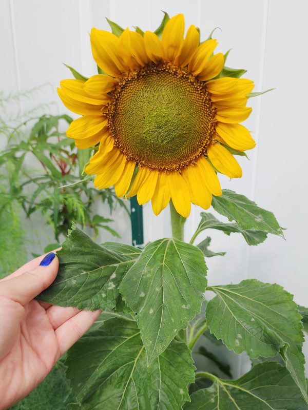 Dwarf Sunspot Sunflower Seeds Hot on Sale