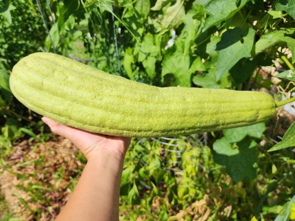 Superior Light Green Luffa for Sponges Online now