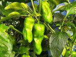 Shishito Sweet & Hot Pepper For Sale