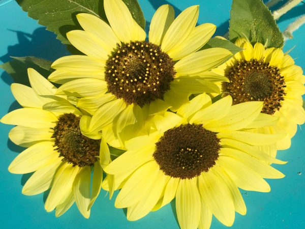 Lemon Queen Sunflower For Discount