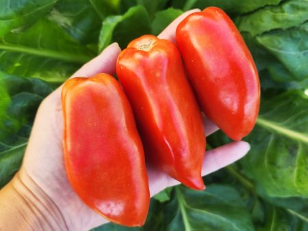 Polish Linguisa Heirloom Tomato Seeds Online Sale