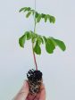 Moringa Oleifera LIVE Starter Plant Sale